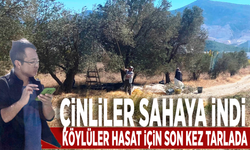 Çinliler sahaya indi, köylüler hasat için son kez tarlada