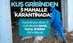 Kuş gribi alarmı! 5 mahalledeki tavuk, horoz, ördek itlaf edilecek!