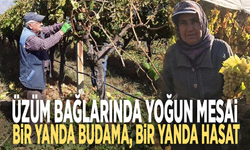 Üzüm bağlarında yoğun mesai: Bir yanda budama, bir yanda hasat