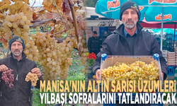 Manisa'nın altın sarısı üzümleri yılbaşı sofralarını tatlandıracak