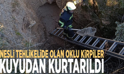 Nesli tehlikelide olan oklu kirpiler kuyudan kurtarıldı