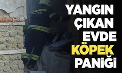 Yangın çıkan evde köpek paniği