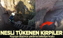 Kuyuya düşen kirpileri belediye kurtardı