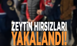 Zeytin hırsızları yakalandı!