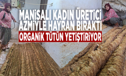 Manisalı kadın üretici azmiyle hayran bıraktı: Organik tütün yetiştiriyor