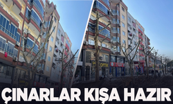 Manisa'da 159 çınar ağacı kış hazırlığını tamamladı