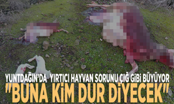 Yuntdağı'nda yırtıcı hayvan sorunu çığ gibi büyüyor: "Buna kim dur diyecek"