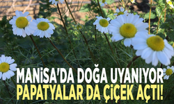 Manisa'da doğa uyanıyor: Papatyalar da çiçek açtı!