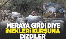 Meraya girdi diye 10 ineği kurşuna dizdiler!