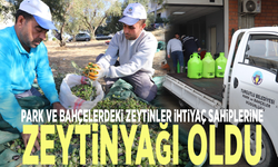 Park ve bahçelerdeki zeytinler ihtiyaç sahiplerine zeytinyağı oldu