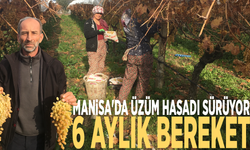 Manisa'da üzüm hasadı sürüyor: 6 aylık bereket