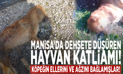 Manisa'da dehşete düşüren hayvan katliamı!