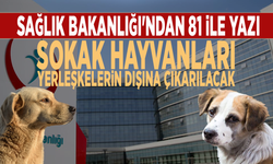 Sağlık Bakanlığı'ndan 81 ile yazı: Sokak hayvanları yerleşkelerin dışına çıkarılacak