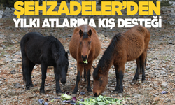 Şehzadeler Yılkı Atlarını unutmadı!