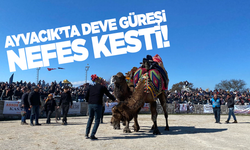 Ayvacık'ta düzenlenen deve güreşi nefesleri kesti