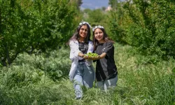 4. Göksu Gravga Şenliği’nde lezzet ve eğlence bir arada