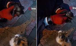 Yüreklere dokunan an: Anne kedi, fenalaşan yavrusunu itfaiye ekiplerine getirdi