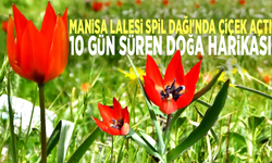 Manisa Lalesi Spil Dağı'nda çiçek açtı: 10 gün süren doğa harikası