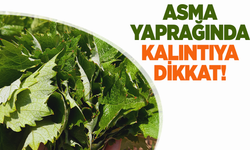 Manisa İl Tarım ve Orman Müdürlüğü’nden Asma Yaprağı Uyarısı: Kalıntıya Dikkat!