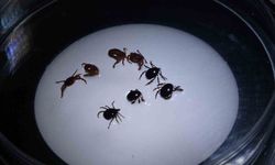 8 kişiye KKKA tanısı konuldu, 1 kişi hayatını kaybetti