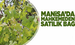 Turgutlu'da satılık bağ!