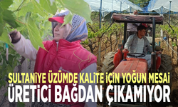 Sultaniye üzümde kalite için yoğun mesai: Üretici bağdan çıkamıyor