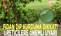 Fidan dip kurduna dikkat! Üreticilere önemli uyarı