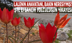 Lalenin anavatanı, bakın neresiymiş! İşte efsanevi yolculuğun hikayesi