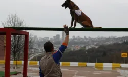Afet köpeklerine detaylı yönetmelik... Köpekli Arama Timi Yönetmeliği yayımlandı