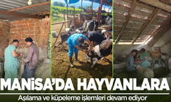 Manisa'da aşılama işlemleri devam ediyor
