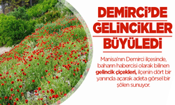 Demirci'de gelincik çiçeklerinden görsel şölen