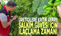 Üreticilere kritik uyarı! Salkım güvesi için ilaçlama zamanı