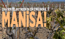 Zirai don felaketinden en çok etkilenen il Manisa!