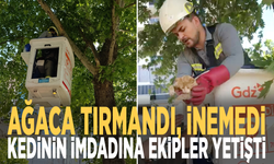 Ağaca tırmandı, inemedi: Kedinin imdadına ekipler yetişti