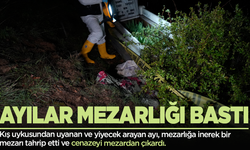 Aç kalan ayılar mezarlıktan ölüleri çıkardı