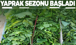 Sarıgöl’de bağ yaprağı sezonu açıldı