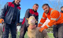 Kocaeli Büyükşehir’den üreticilere damızlık koç desteği