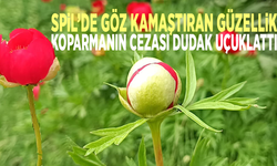 Spil’de göz kamaştıran güzellik! Koparmanın cezası dudak uçuklattı