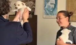 Mudanya Belediyesi evcil hayvanları sahiplendiriyor