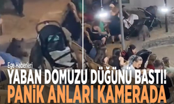 Yaban domuzu düğünü bastı! Panik anları kamerada