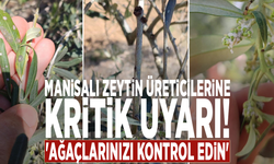 Manisalı zeytin üreticilerine kritik uyarı: 'Ağaçlarınızı kontrol edin'