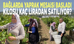 Bağlarda yaprak mesaisi başladı: Kilosu kaç liradan satılıyor?