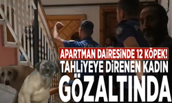 Apartman dairesinde 12 köpek! Tahliyeye direnen kadın gözaltında