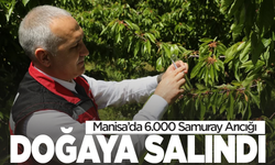 Manisa’da 6.000 Samuray Arıcığı Doğaya Salındı