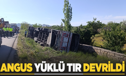 Angus yüklü tır devrildi