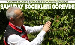 Salihli’de 3 bin ‘Samuray Arıcığı’ doğaya salındı