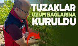 Manisa'da bağlarda tuzaklar kuruldu