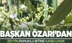 Başkan Özarı'dan zeytin pamuklu biti uyarısı