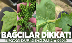 Manisalı bağcılara külleme ve mildiyö hastalığı için önemli uyarı