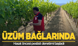 Üzüm bağlarında hasat öncesi pestisit denetimi başladı